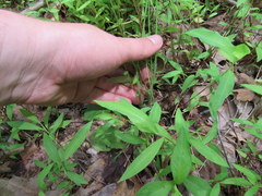 Youngia thunbergiana