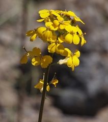 Erysimum teretifolium