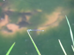 Enallagma divagans