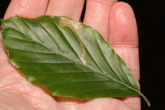 Orchestes fagi