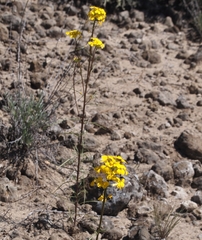 Erysimum teretifolium