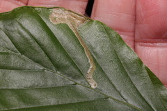 Orchestes fagi