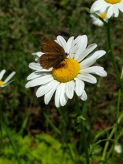 Callophrys augustinus