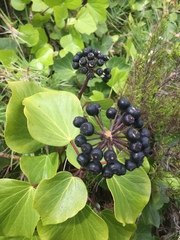 Hedera azorica