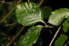 Aceria nervisequa