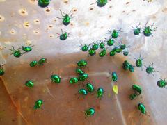 Eumolpus viriditarsis