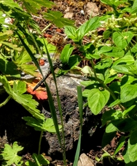 Cordulia shurtleffii