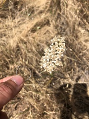 Perideridia kelloggii