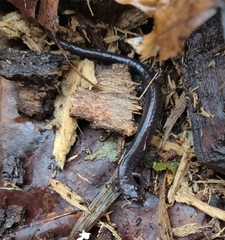 Plethodon electromorphus