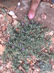 Astragalus kentrophyta