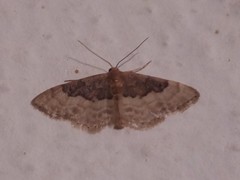 Idaea completa