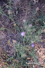 Centaurea × pouzinii