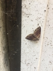 Anticlea multiferata