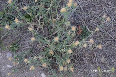 Centaurea × pouzinii