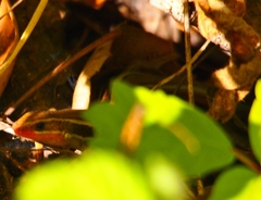 Plestiodon skiltonianus skiltonianus