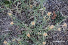 Centaurea × pouzinii