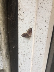 Anticlea multiferata