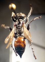 Tachysphex pompiliformis