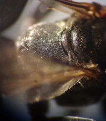 Tachysphex pompiliformis