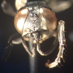 Tachysphex pompiliformis