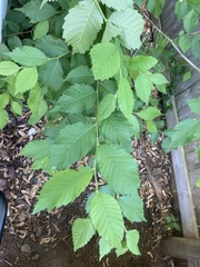 Ulmus