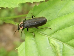 Podabrus brevicollis