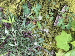 Phacelia leptosepala