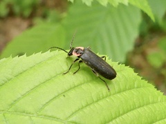 Podabrus brevicollis