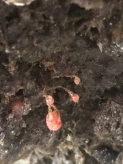 Ectopleura