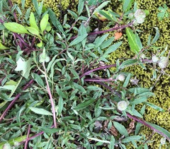 Phacelia leptosepala