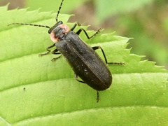 Podabrus brevicollis