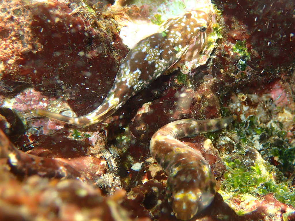 Hourglass Clingfish