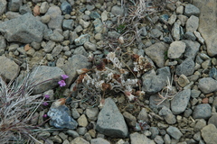 Cerastium nigrescens