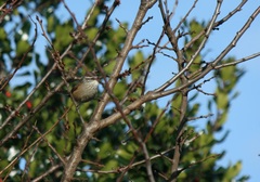 Leptasthenura aegithaloides