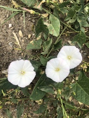Convolvulus arvensis