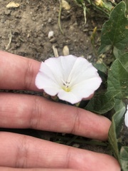 Convolvulus arvensis