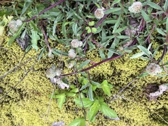 Phacelia leptosepala