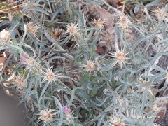 Centaurea × pouzinii