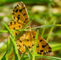 Pseudopanthera macularia