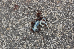 Sceloporus graciosus gracilis