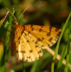 Pseudopanthera macularia
