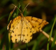 Pseudopanthera macularia