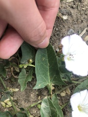 Convolvulus arvensis