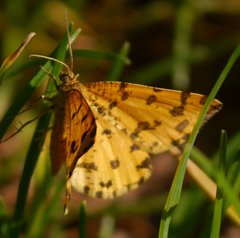Pseudopanthera macularia