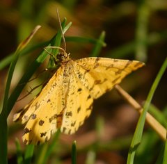 Pseudopanthera macularia