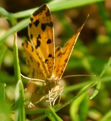 Pseudopanthera macularia