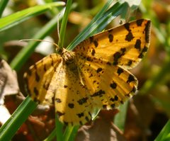 Pseudopanthera macularia