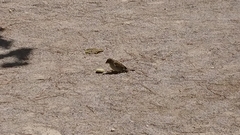 Passer domesticus