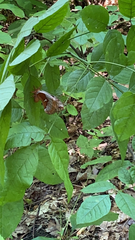 Callosamia angulifera