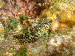 Malacoctenus tetranemus